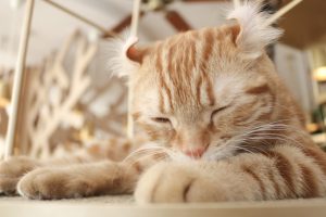 猫カフェ☆