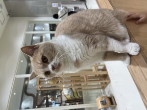 10月ご予約枠残り僅かです!