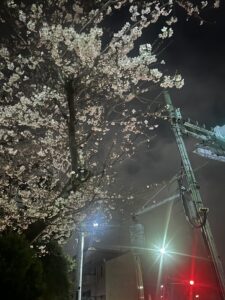 桜☆